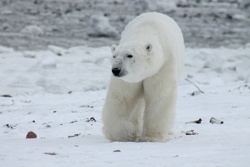 A polar bear. Photo: Pixabay.