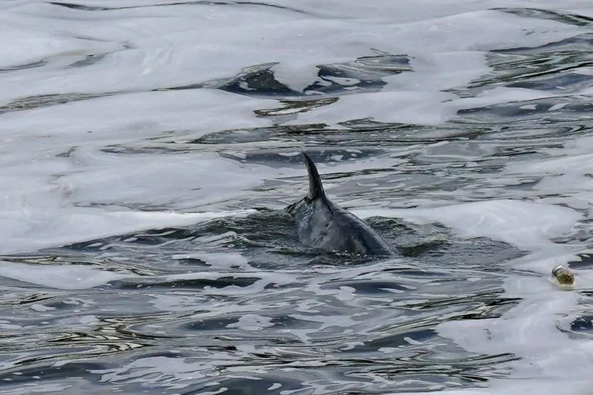 10 May 2021, United Kingdom, London: A four metre minke whale swims near Teddington Lock at London's River Thames after rescuers freed him. Photo: Yui Mok/PA Wire/dpa