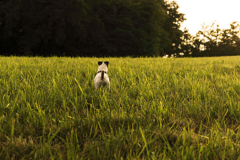 A terrier hunting dog. Photo Pixabay.