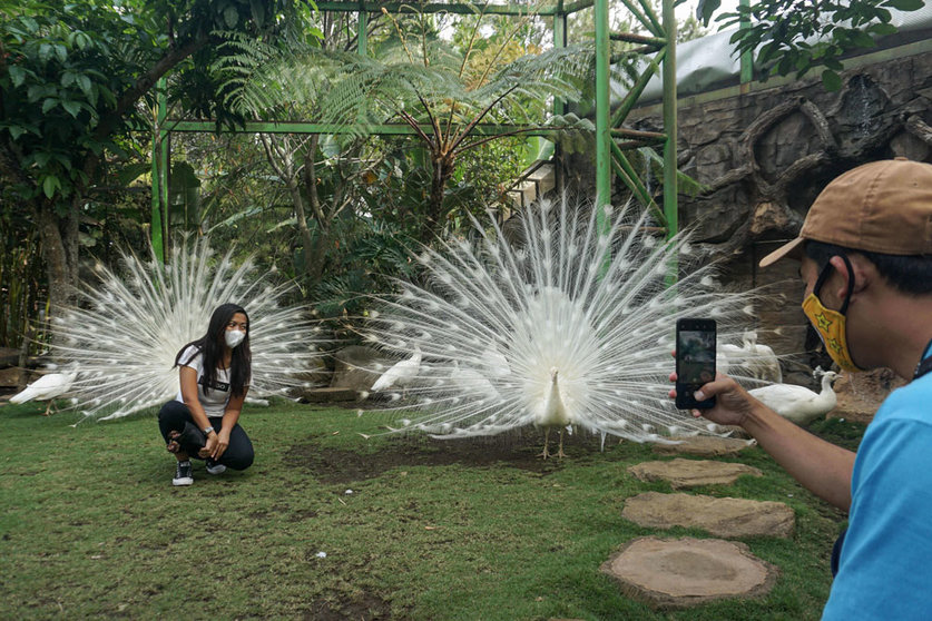 14 September 2021, Indonesia, Batu: A visitor takes a picture with White Indian Peafowls at Eco Green Park after it starts to reopened for visitors as Batu city got lowered Covid-19 cases. Indonesia government decided to extend Emergency Community Activities Restriction (PPKM) until 20 September 2021 with some relaxation in some regions. Photo: Dicky Bisinglasi/ZUMA Press Wire/dpa