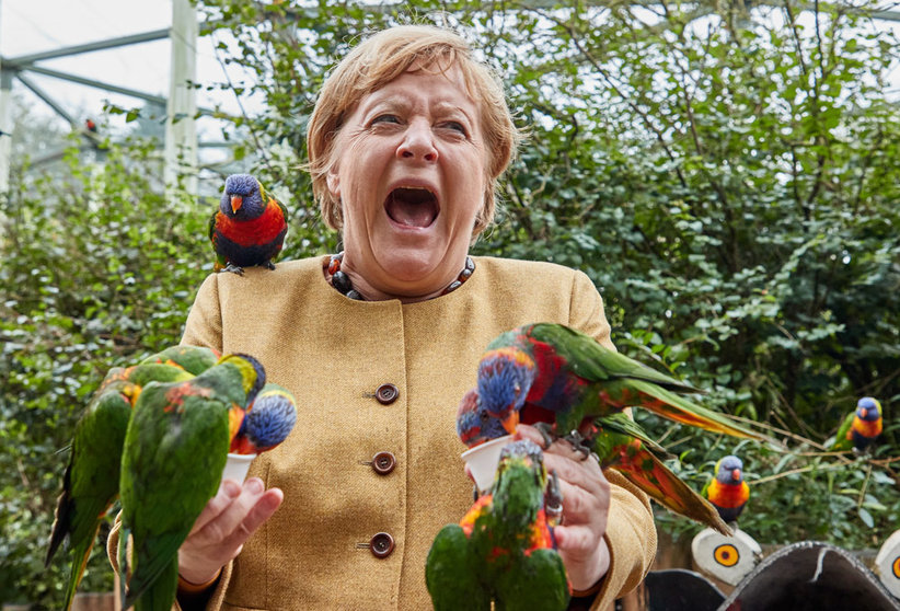 FILED - 23 September 2021, Mecklenburg-Western Pomerania, Marlow: German Chancellor Angela Merkel gets bitten while feeding Australian lorises at Marlow Bird Park. Photo: Georg Wendt/dpa
