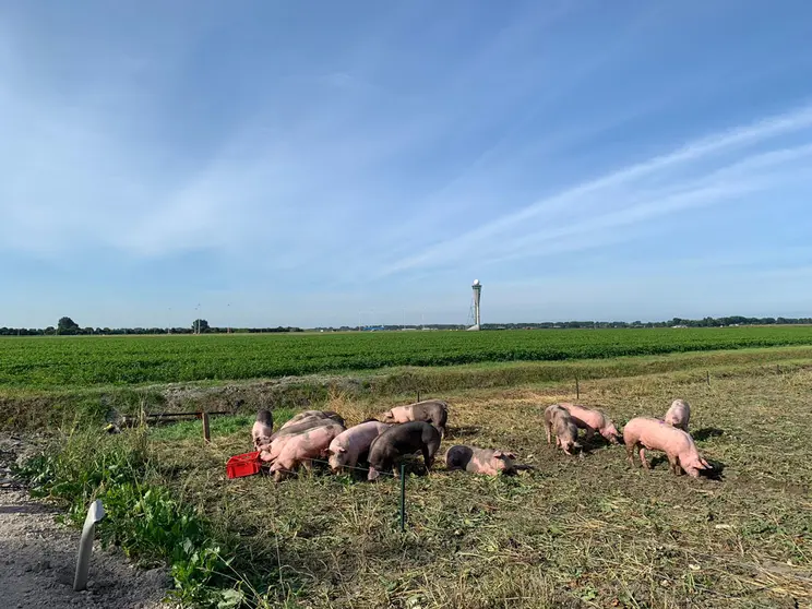 HANDOUT - Pigs grazing at Amsterdam's Schiphol Airport in this undated handout photo. Twenty pigs are here to keep birds away from the runways and thus help prevent collisions with aircraft. The idea behind the pilot project: where pigs eat the ground, wild geese and other birds no longer look for food. Photo: Amsterdam Airport Schiphol/dpa - ATTENTION: editorial use only in connection with the latest coverage and only if the credit mentioned above is referenced in full