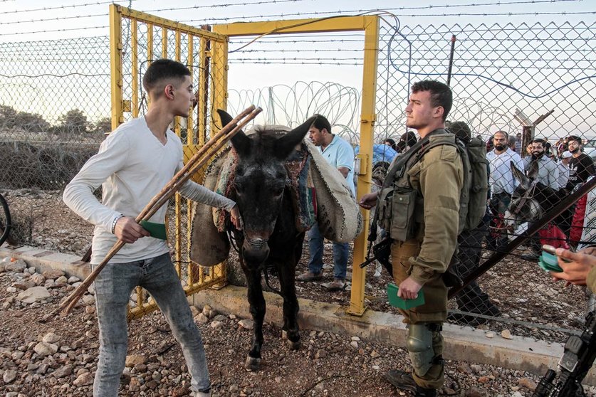 10 October 2021, Palestinian Territories, Salfit: Israeli soldiers are seen guarding the gate of the separation fence as Palestinian farmers make their way to pick olives outside the West Bank city of Salfit, near the Jewish settlement of Ariel. Photo: Nasser Ishtayeh/SOPA Images via ZUMA Press Wire/dpa.