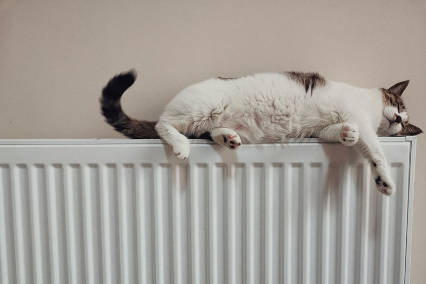 radiator cat by Unsplash.