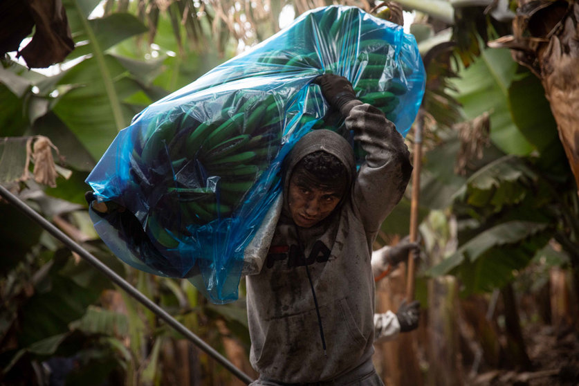 09 November 2021, Spain, La Palma: A worker carries on his shoulders banana trees, which are covered with ash due to the volcanic eruption. Photo: Kike Rincón/EUROPA PRESS/dpa
