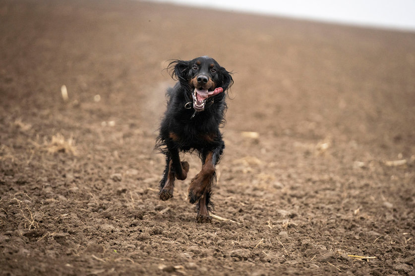 16 November 2021, Hessen, Frankfurt/Main: Hunting dog Carlo races back to his master across a freshly tilled brown field in the northwest part of town. Photo: Frank Rumpenhorst/dpa.