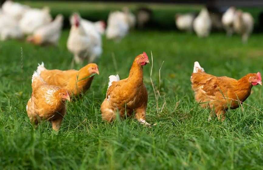 FILED - Grazing chickens in a meadow near Uelzen in Lower Saxony, Germany, on October 13, 2021. Photo: Philipp Schulze/dpa.