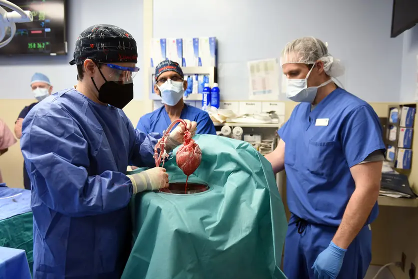 07 January 2022, US, Baltimore: Members of the surgical team show the pig heart for transplant into patient David Bennett that will be performed in Baltimore. The surgery at the University of Maryland marks the first time a gene-edited pig has been used as an organ donor. Patient Bennett has lived for three days with a pig heart beating inside his chest after an eight-hour procedure. Photo: University Of Maryland School/ZUMA Press Wire Service/dpa.