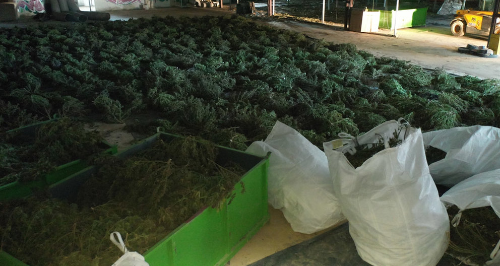 13/04/2022. Image of some of the cannabis plants seized by the Navarre Foral Police and the Civil Guard. Photo: @policiaforal_na/Twitter.