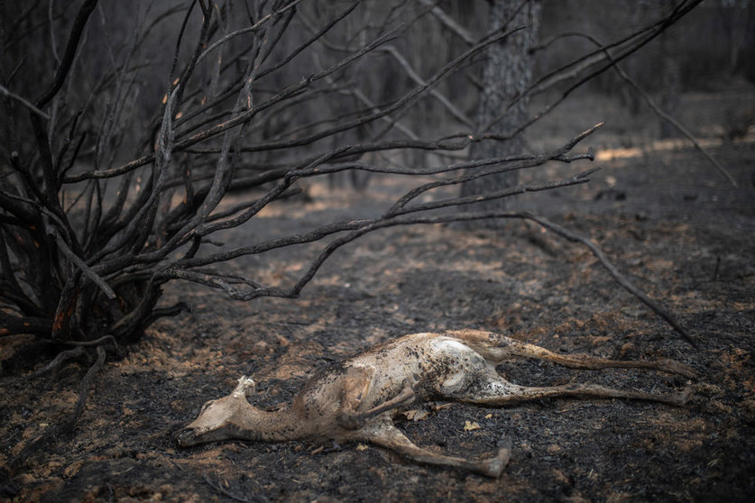 21 June 2022, Spain, Villardeciervos: A dead deer lies on the ground following a forest fire in the Sierra de la Culebra. Photo: Emilio Fraile/EUROPA PRESS/dpa.
