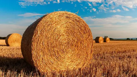 Straw bales agriculture