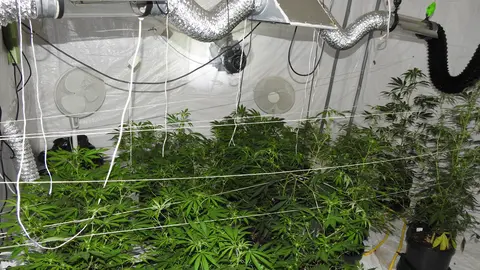 Cannabis-marijana-plantation-by-Poliisi