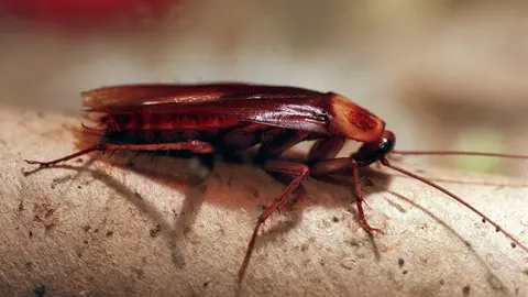 The picture shows an American cockroach crawling along a surface in Frankfurt Main, Germany, 11 October 1996. Even cockroaches become doddery and lazy in old age. Once they have reached the biblical age of 60 weeks, their joints become rusty, they start to stumble and they have a hard time climbing up ascending slopes. According to a report in the magazine 'New Scientist' (No. 2422, P. 20), scientist at Case Western Reserve University in Cleveland, Ohio, USA, discovered that elderly cockroaches avoide open and unprotected space in order not to become a victim of dangerous predators. Photo: Stephanie Pilick/dpa