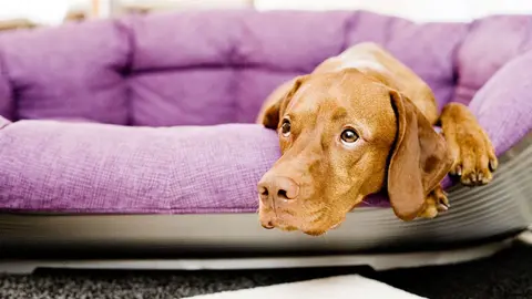 Where did my human go? If you're heading back to the office after weeks of being at home, you may well be breaking your dog's heart. Photo: Monique Wuestenhagen/dpa