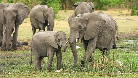 African elephants. Photo: Pixabay.