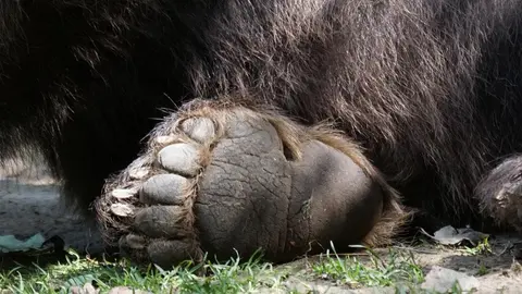Bear-paw