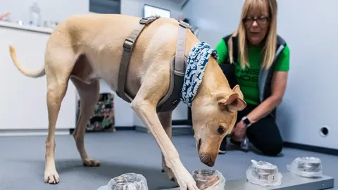 Covid-19-dog-coronavirus-airport-Helsinki-Vantaa-by-Finavia