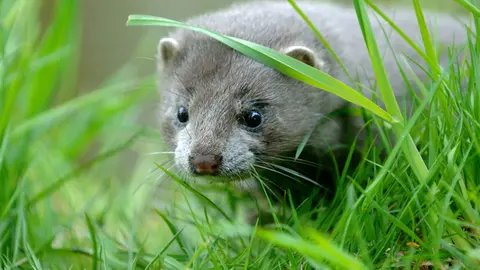 FILED - Denmark prepares to cull minks to prevent outbreak, as mutated form of virus discovered. Photo: Patrick Pleul/dpa.