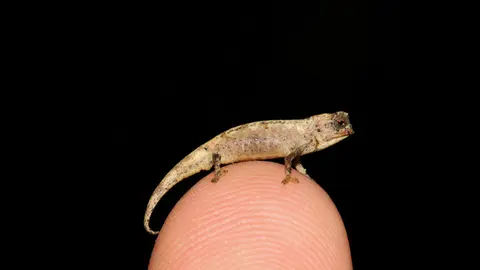 HANDOUT - A tiny male chameleon sits on a finger in this undated picture. An international team of researchers discovered this new tiny species of chameleon in Madagascar. The new species is called Brookesia nana. ( Photo: Frank Glaw/SNSB-ZSM/dpa - ATTENTION: editorial use only in connection with the latest coverage and only if the credit mentioned above is referenced in full