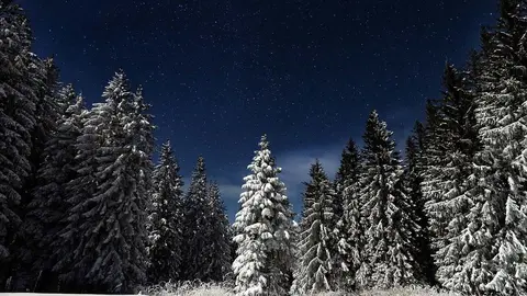 Forest-trees-night-winter-snow-by-pixabay
