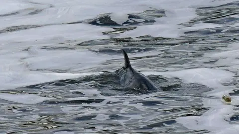 10 May 2021, United Kingdom, London: A four metre minke whale swims near Teddington Lock at London's River Thames after rescuers freed him. Photo: Yui Mok/PA Wire/dpa