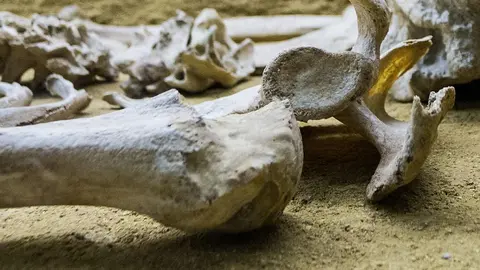 Bones. Photo: Pixabay.