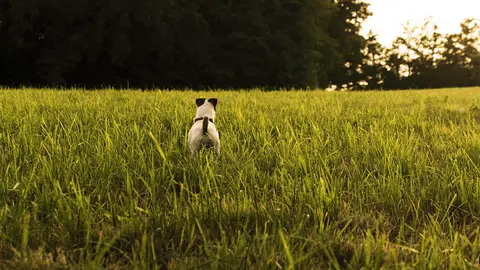 A terrier hunting dog. Photo Pixabay.