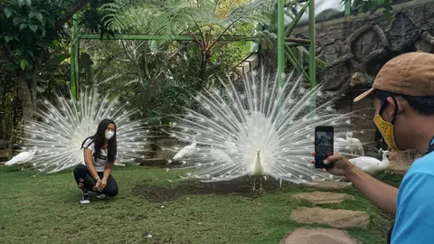 14 September 2021, Indonesia, Batu: A visitor takes a picture with White Indian Peafowls at Eco Green Park after it starts to reopened for visitors as Batu city got lowered Covid-19 cases. Indonesia government decided to extend Emergency Community Activities Restriction (PPKM) until 20 September 2021 with some relaxation in some regions. Photo: Dicky Bisinglasi/ZUMA Press Wire/dpa