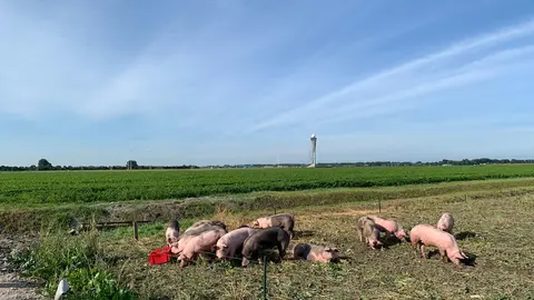 HANDOUT - Pigs grazing at Amsterdam's Schiphol Airport in this undated handout photo. Twenty pigs are here to keep birds away from the runways and thus help prevent collisions with aircraft. The idea behind the pilot project: where pigs eat the ground, wild geese and other birds no longer look for food. Photo: Amsterdam Airport Schiphol/dpa - ATTENTION: editorial use only in connection with the latest coverage and only if the credit mentioned above is referenced in full