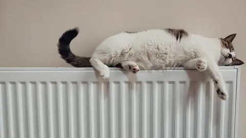 radiator cat by Unsplash.