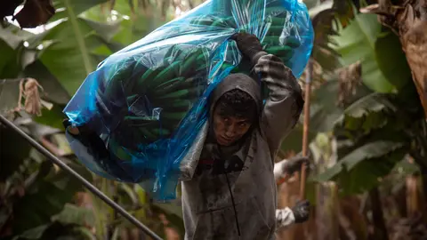 09 November 2021, Spain, La Palma: A worker carries on his shoulders banana trees, which are covered with ash due to the volcanic eruption. Photo: Kike Rincón/EUROPA PRESS/dpa