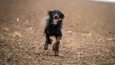 16 November 2021, Hessen, Frankfurt/Main: Hunting dog Carlo races back to his master across a freshly tilled brown field in the northwest part of town. Photo: Frank Rumpenhorst/dpa.