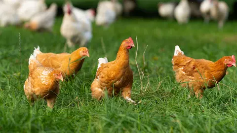 FILED - Grazing chickens in a meadow near Uelzen in Lower Saxony, Germany, on October 13, 2021. Photo: Philipp Schulze/dpa.