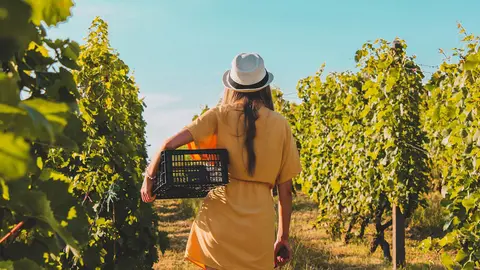 Woman vineyard agriculture. Photo: Pixabay.