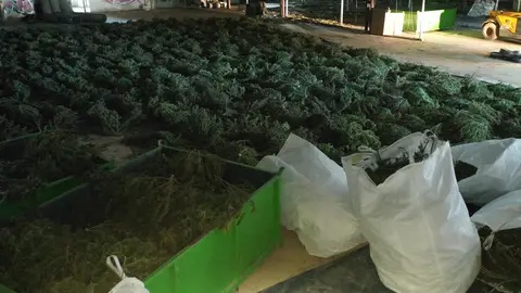 13/04/2022. Image of some of the cannabis plants seized by the Navarre Foral Police and the Civil Guard. Photo: @policiaforal_na/Twitter.