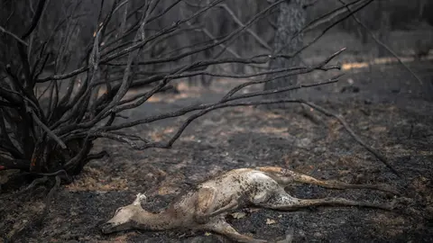 21 June 2022, Spain, Villardeciervos: A dead deer lies on the ground following a forest fire in the Sierra de la Culebra. Photo: Emilio Fraile/EUROPA PRESS/dpa.