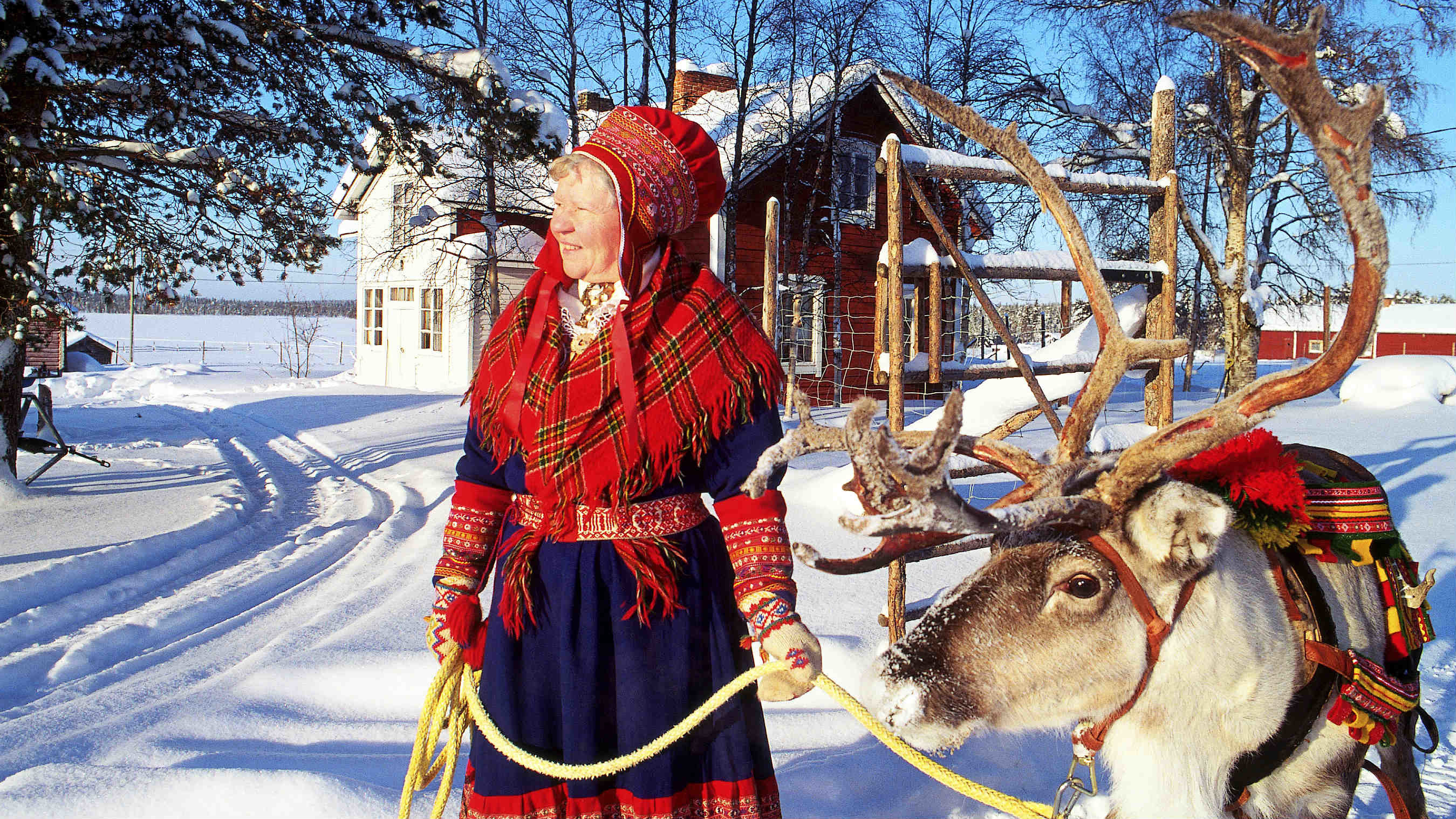 Sami reindeer Lapland