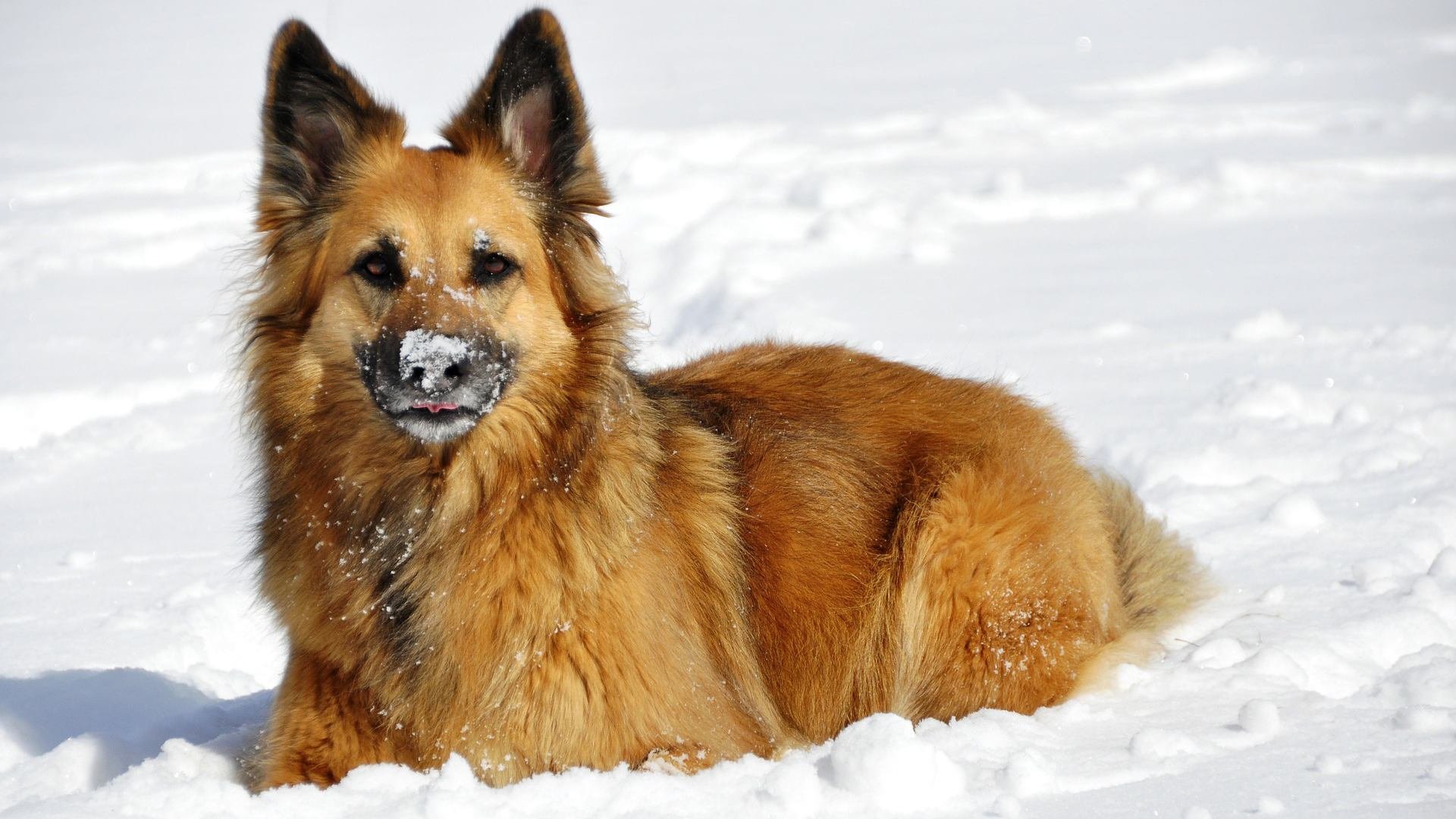 German Shepherd Snow