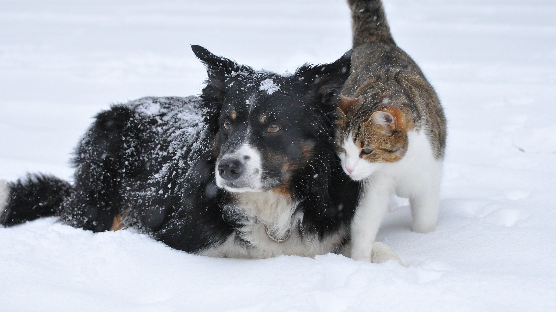 Dog cat snow