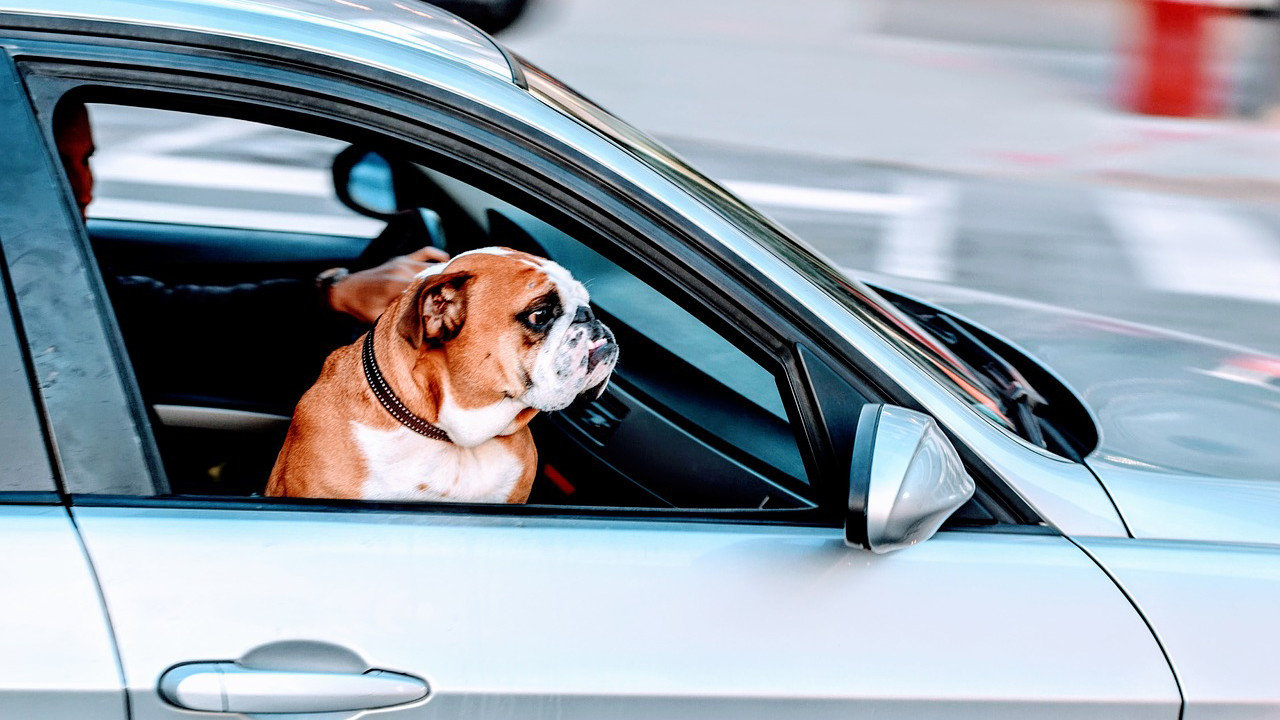Dog travel car boxer