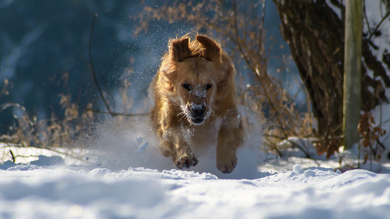 Dog play snow