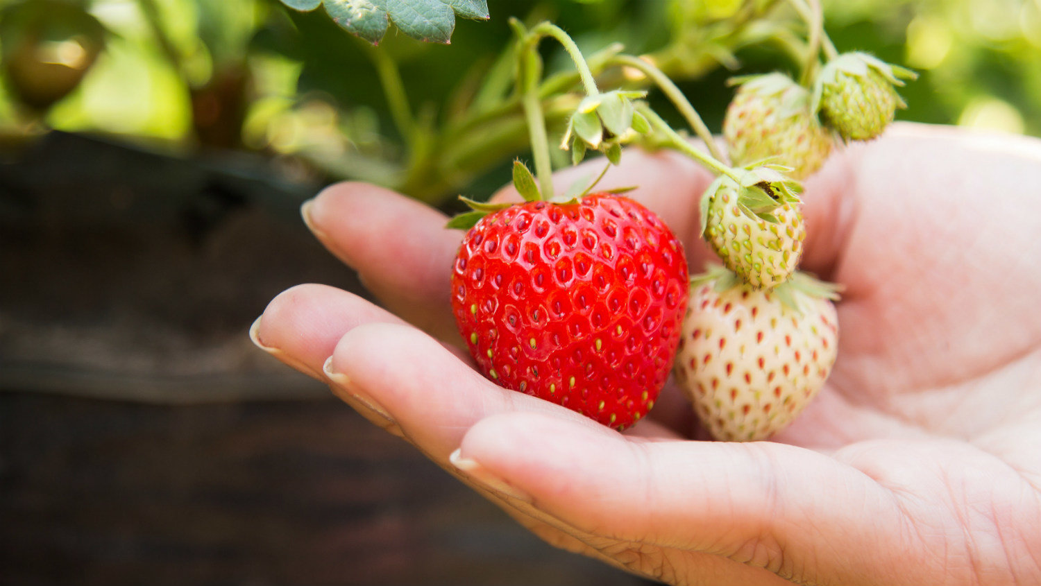 Agriculture strawberry hand