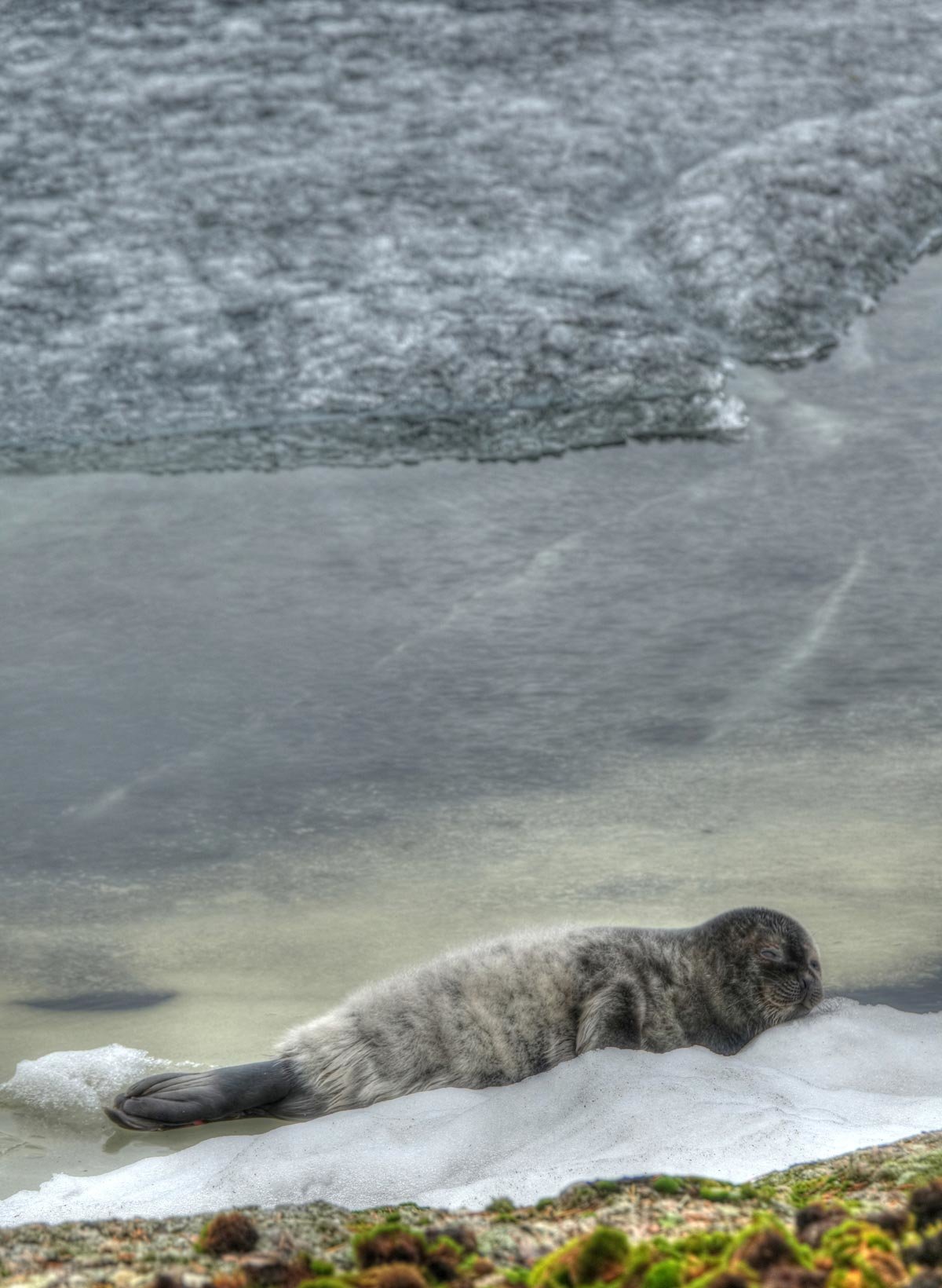 Saimaa-Norppa-Seal-by-Ismo-Marttinen-WWF