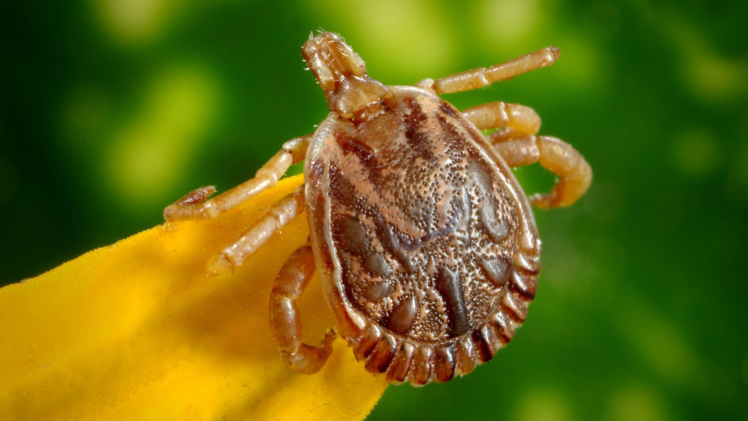 Tick-lyme-desease-tbe-arachnid-by-Pixabay