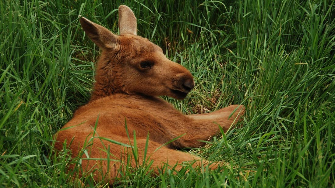 Elk-3