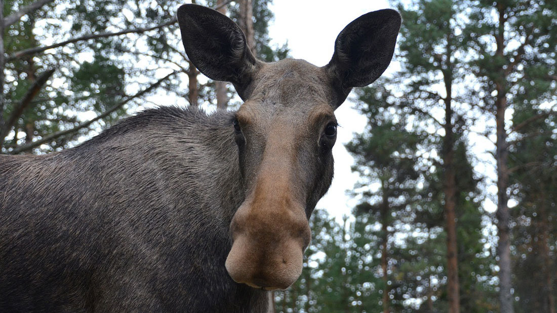 Moose-Elk