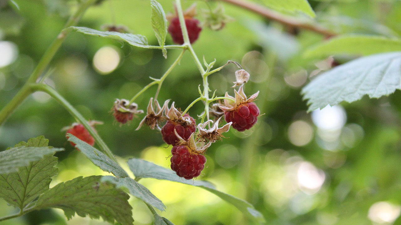 raspberries-Aline-Berry-Pixabay