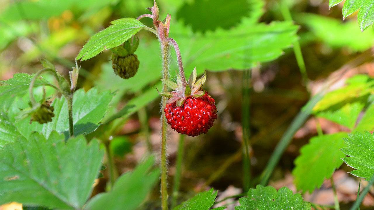 wild-strawberry-IgorKon-Pixabay