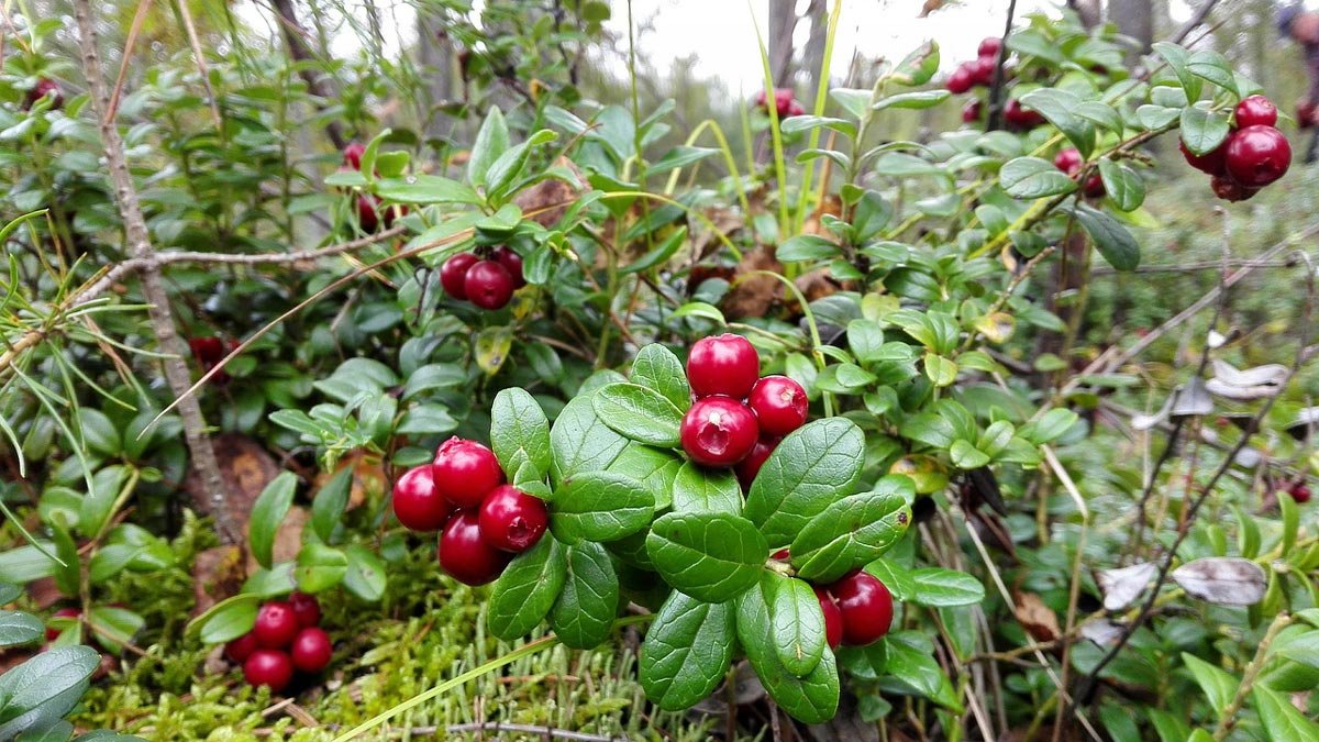 Cowberry-puolukka-Rauni-Hyttinen-Pixabay