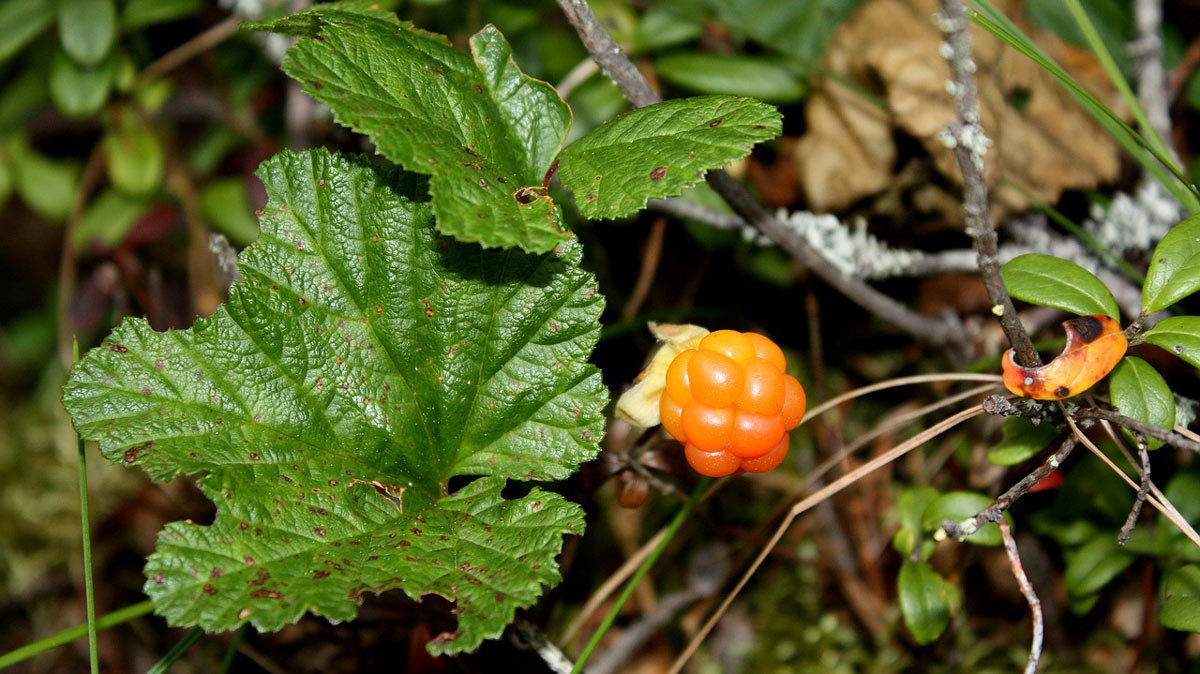 cloudberry-Ristivain-Pixabay